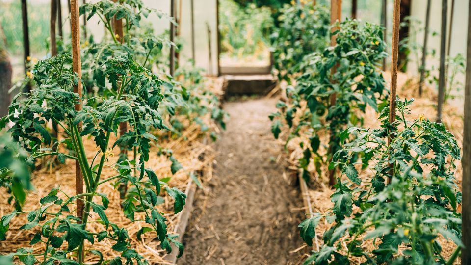Zöldségházban nevelt bio paradicsomok sorai, egészséges növényekkel.